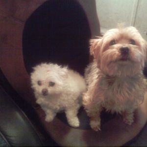 Meet your Posher, Janice